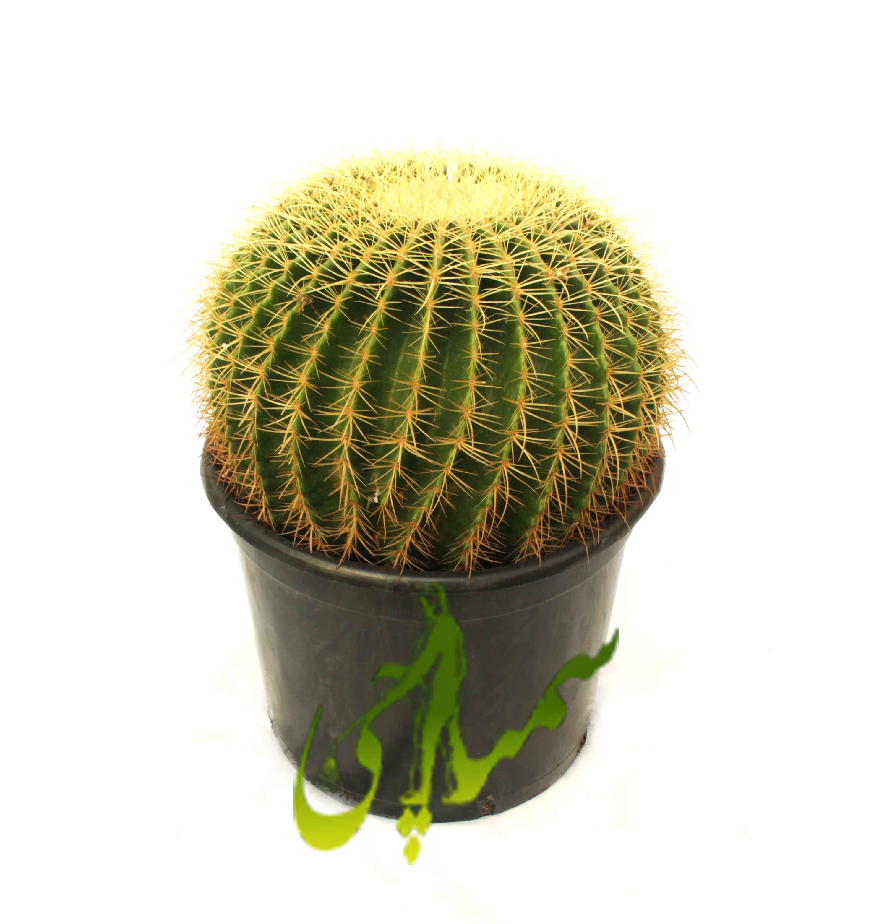 اکینوکاکتوس (Echinocactus grusonii)