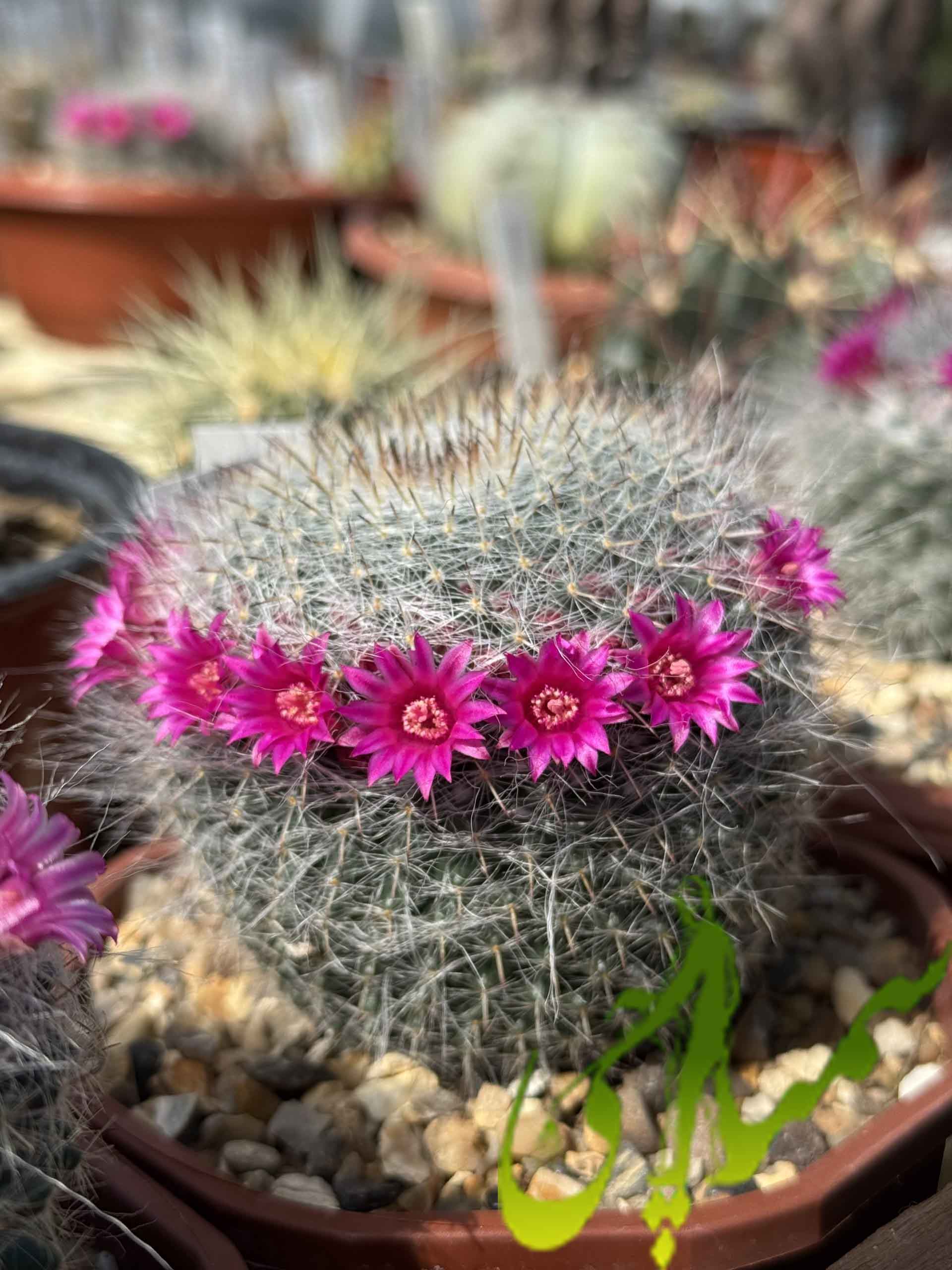 مامیلاریا (Mammillaria)