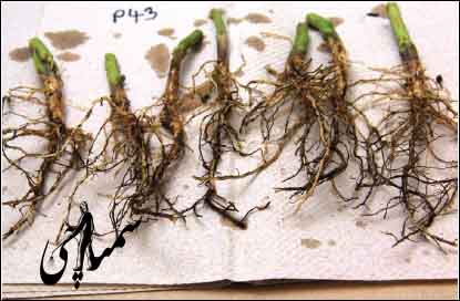 Phytophthora