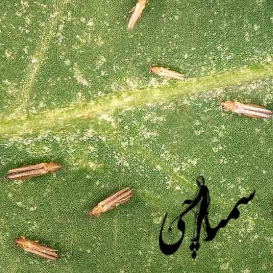 تریپس