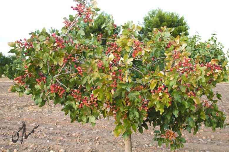 آشنایی با درخت پسته (Pistacia vera)